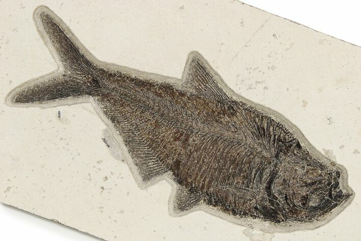 Detailed Fossil Fish (Diplomystus) - Top Quality Specimen #222861
